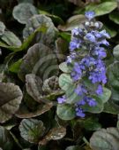 Ajuga reptans Purpurea