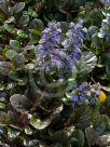 Ajuga reptans Purpurea