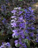 Ajuga reptans