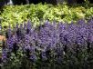 Ajuga reptans