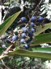 Alpinia caerulea