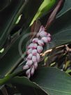 Alpinia zerumbet