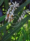 Alpinia zerumbet