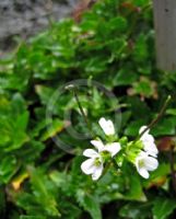 Arabis alpina