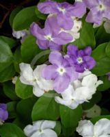 Brunfelsia australis