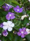 Brunfelsia australis