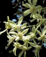 Ceratopetalum gummiferum White Christmas