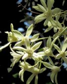 Ceratopetalum gummiferum White Christmas