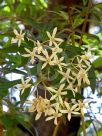 Ceratopetalum gummiferum White Christmas