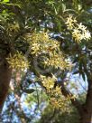 Ceratopetalum gummiferum White Christmas