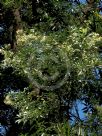 Ceratopetalum gummiferum White Christmas