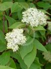 Cornus alba Sibirica