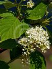 Cornus alba Sibirica