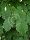 Corylus maxima