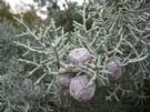 Cupressus arizonica glabra