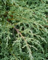 Cupressus macrocarpa Greenstead Magnificent