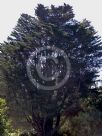 Cupressus macrocarpa