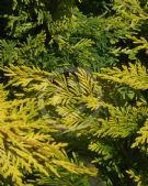 Cuprocyparis leylandii Gold Rider