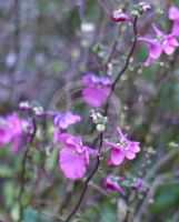 Diascia barberae