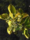 Euonymus japonicus Ovatus Aureus