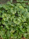 Farfugium japonicum Aureomaculatum