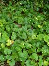 Farfugium japonicum Aureomaculatum