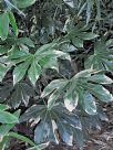 Fatsia japonica Variegata