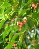 Ficus benjamina