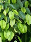 Ficus benjamina