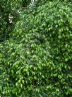 Ficus benjamina