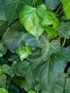 Hedera algeriensis