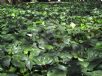 Hedera algeriensis