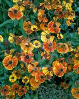 Helenium