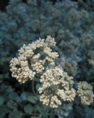 Helichrysum petiolare