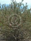 Grevillea insignis