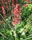 Heuchera cylindrica Hyperion