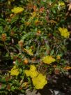 Hibbertia bracteata