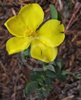 Hibbertia cunninghamii