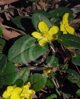 Hibbertia dentata