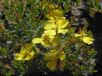 Hibbertia obtusifolia