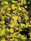 Hibbertia obtusifolia