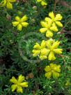 Hibbertia pedunculata