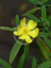 Hibbertia saligna