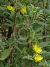 Hibbertia saligna