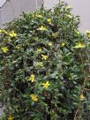 Hibbertia scandens