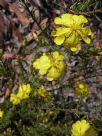 Hibbertia serpyllifolia