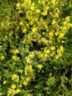 Hibbertia serpyllifolia