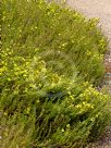 Hibbertia serpyllifolia