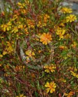 Hibbertia stellaris