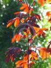 Hibiscus acetosella Coppertone